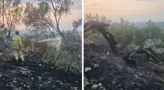 Ayvalık'tan orman yangını! 100'ün üzerinde zeytin ağacı kül oldu