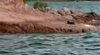 Adıyaman'da Nadir Görülen Su Samuru Görüntülendi
