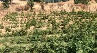 Bingöl'de Uyuşturucu Operasyonu: 19 Bin 513 Kök Skunk Ele Geçirildi