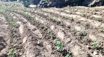 Bingöl'de 29 Bin Kök Kenevir ve 13 Bin Kök Skunk Ele Geçirildi