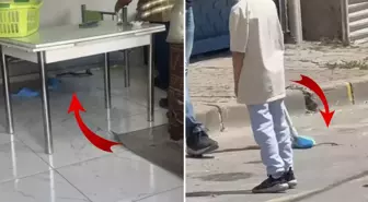 İstanbul'da 7 ilçede yılan görüldü, vatandaşlar tedirgin