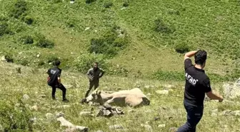 Ardahan'da Mahsur Kalan İnek AFAD Ekipleriyle Kurtarıldı