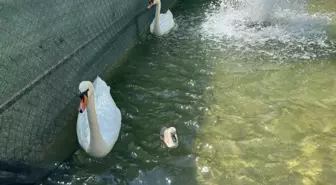 Kuğulu Park'ta 15 Yıl Sonra Beyaz Kuğu Yavrusu Doğdu