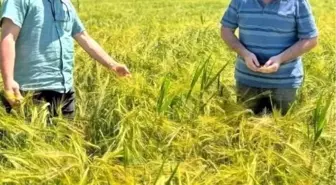 Kütahya'da Bravo Çeşidi Arpa Tarla Kontrolleri Gerçekleştirildi