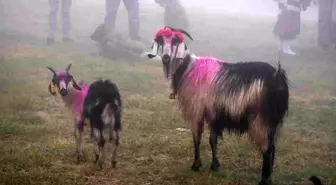 Hendek'te Asırlık Yayla Göçü Başladı