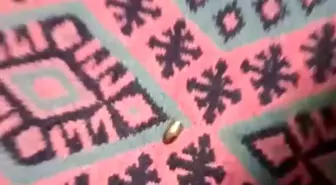 Adana'da Çardaklarına Yorgun Mermi Düşen Aile Panik Yaşadı