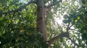 Ihlamur Toplamak İçin Ağaçtan Düşen Kadın Yaralandı