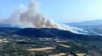Manisa Kırkağaç'ta Orman Yangını: Müdahale Sürüyor