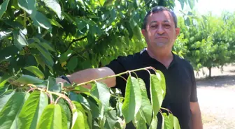 Tokat'ta Meyve Üretimi Zirai Don Nedeniyle Sıfırlandı