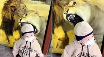 Tüyler ürperten anlar! Aslan küçük çocuğa saldırmaya çalıştı