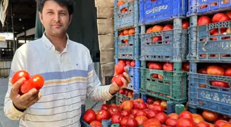 Aydın'da Yerli Tarla Domatesi Satışa Çıktı