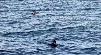 Avcılar'da Denizde Ceset İhbarı Asılsız Çıktı