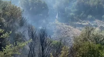 Kuşadası'ndaki Orman Yangını Kontrol Altına Alındı
