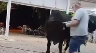 Boğa Güreşi Eğlencesinde Talihsiz Kaza: Halil Yetimoğlu Havaya Fırlatıldı