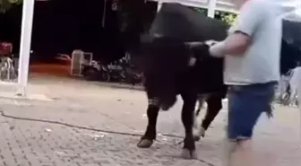 Boğa Tanıtımında Saldırı: Bir Vatandaş Yaralandı