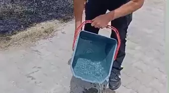 Polisler Yanan Otların Arasında Kalan Kaplumbağayı Kurtardı