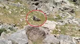 Batman'da bilirkişi heyetinin bulunduğu araç şarampole yuvarlandı: 5 ölü