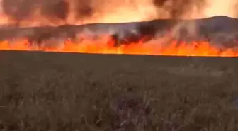 Diyarbakır Lice'de Buğday Tarlası Yangınla Küle Döndü