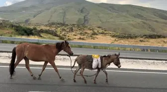 Iğdır-Doğubayazıt Yolunda Koşan At ve Eşek Sürücülere Zor Anlar Yaşattı