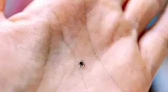 Kene ısırdığında ne yapılmalı, nasıl korunabiliriz?