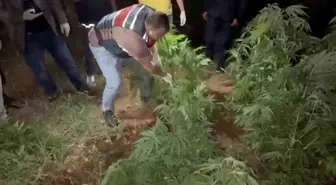 Kırıkkale'de Uyuşturucu Operasyonu: 104 Kök Hint Keneviri Ele Geçirildi
