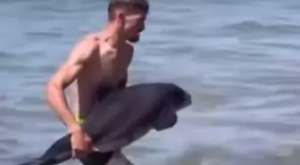 Yaralı Yunus Amasra'da Yeniden Denize Bırakıldı
