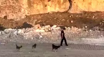 Mardin'de Köpeklere Aldırış Etmeden Yürüyen Adam Dikkat Çekti