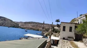 Çizgili Anadolu Sırtlanı Traktörden Gençlere Saldırdı