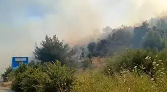 Söke'de Zirai Yangın Ormanlık Alana Sıçradı