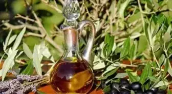 Zeytin yasası ne zaman çıktı, kim çıkardı? SON DAKİKA