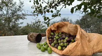 Zeytin yasası nedir? SON DAKİKA Zeytin yasası Meclis'ten geçti mi?