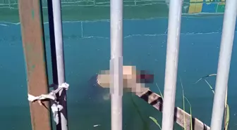 Adana'da Sulama Kanalında Erkek Cesedi Bulundu