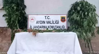 Aydın'da Kenevir Ele Geçirildi