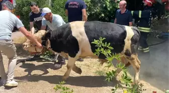 Kocaeli'de Sigara İzmaridi Yangına Sebep Oldu