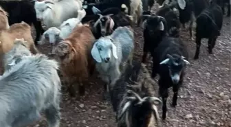 Adıyaman'da Kayıp 38 Küçükbaş Hayvan İçin Yardım İsteniyor