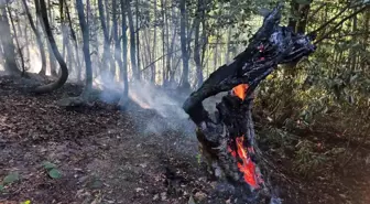 Düzce'de Orman Yangını: 10 Dönüm Alan Alevlere Teslim Oldu