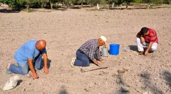 Kırkağaç Kavunu'nda Ekim Başladı, 30 Bin Ton Hasat Bekleniyor