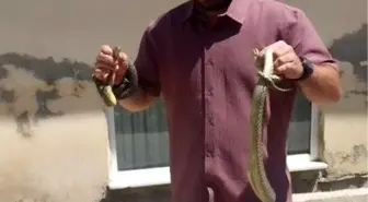 Bilecik'te 'Yılan Avcısı' Olayı