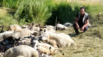 Muş'ta Koyun Panikledi: 150 Koyun Telef Oldu