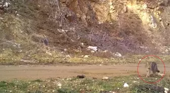 Bursa'da Nesli Tükenme Tehlikesi Altında Olan Yaban Kedisi Fotokapana Takıldı