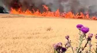 Balıkesir'de Buğday Tarlasında Yangın Çıktı