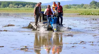 Düzce Valisi Efteni Gölü'nde Saz Temizliği Yaptı