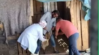 Adıyaman'da Zoonoz Hastalıklarla Mücadele Devam Ediyor