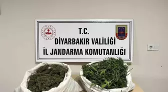 Diyarbakır'da 8 Kilo Esrar ve 500 Kök Kenevir Ele Geçirildi
