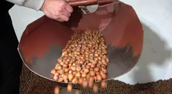 TMO'nun Fındık Satışları Piyasalara Olumlu Yansıyacak