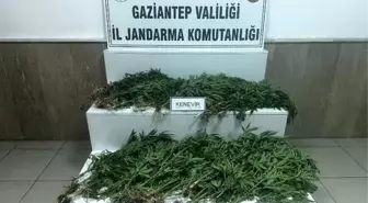 Gaziantep'te 403 kök kenevir ele geçirildi: 14 gözaltı