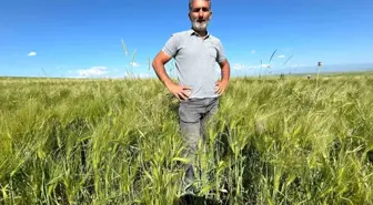 Yerli 'Amiral Arpa' Çiftçilere Umut Veriyor