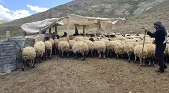 Taşdemir Ailesi Yaylada Hayvancılık Geleneğini Yaşatıyor