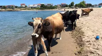 Kandıra'da İnekler Plaja İndi!