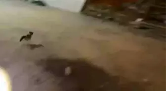 Minibüsün Motoruna Giren Kedi İtfaiye Ekipleri Tarafından Kurtarıldı